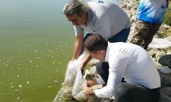 Yağmursuyu Göleti’ne 10 bin yavru sazan salındı