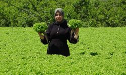 Erzincan'da marul hasadı başladı