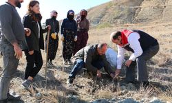 Erzincan’da Tuz Çalısı Ormanı kuruldu