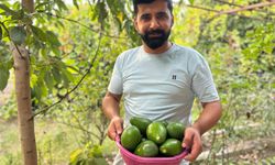 Deprem bölgesinde bereketli hasat: Avokado tarlada tanesi 20 TL'den alıcı buluyor