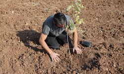 Mardin'de fıstık ağaçları toprakla buluşturuldu