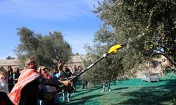 19. Ayvalık Uluslararası Zeytin Hasat Festivali’nde ilk hasat Barbun’un Çiftliği’nde gerçekleşti