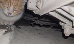 Aracın motor bölmesine giren kedi kurtarıldı