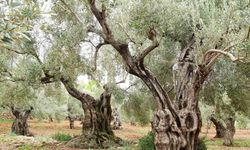 Bugün tüm dünya da "Zeytin Ağacı Günü" kutlanıyor