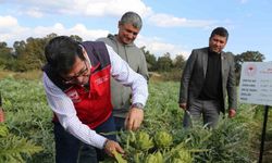 Muğla’da hedef 12 ay Enginar üretimi