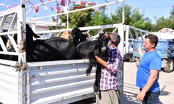 Mersin’in tarım ve hayvancılığı Büyükşehir’in projeleriyle kalkınıyor