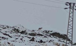 Hakkari’de gündüz vakti kurt görüntülendi