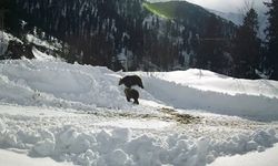 Kış uykusuna yatmayan ayılar güpegündüz arıcıların güvenlik kamerasına yakalandı