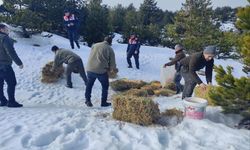 Kazdağları'nda yoğun kar yağışı nedeniyle yaban hayvanlarına yem bırakıldı