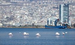 İzmir Körfezi’nde temizlik sonrası doğa canlandı, flamingolar ve pelikanlar geri döndü