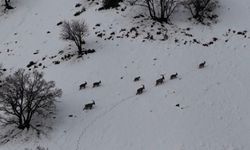 Tunceli’de vadilere inen yaban keçileri görüntülendi