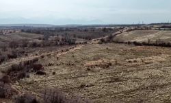 Malatya'da yaban domuzları ekili arazilere zarar verdi