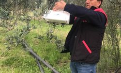 Havran’da zeytin güvesi alarmı