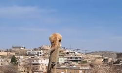 Köpekten kaçıp direğe tırmanan kediyi itfaiye kurtardı