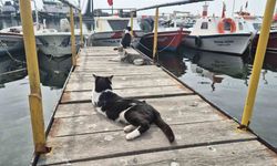 Limanın patili bekçileri: Onlarcası sabah balıkçıları bekliyor