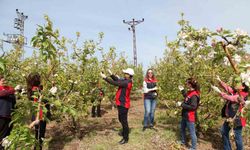 Çanakkale’de Elma İç Kurduna Karşı Biyoteknik Mücadele Yaygınlaşıyor