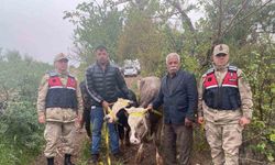 Kilis’te büyükbaş hayvan hırsızlığı şüphelisi 2 şahıs yakalandı
