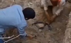 Bursa’da ölen köpekleri mezardan çıkarmaya çalıştılar