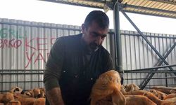 Sivas Kangal kuzuları hem renkleri hem de lezzetleriyle dikkat çekiyor