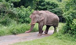Tayland’da market sahibi, atıştırmalıkları yiyen fili sapanla kovaladı