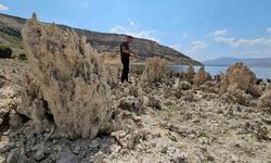 Van Gölü sahilleri mikrobiyalit tarlasına döndü