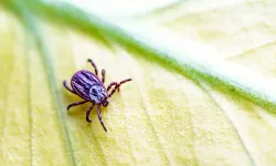 Uzmanından uyarı: "Kenelerle bulaşan Lyme, Tularemi ve birçok başka tehlikeli hastalık var"