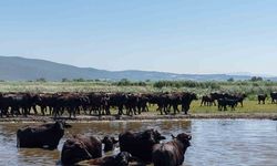 Afrika savanasını andıran görüntüler Bursa’dan