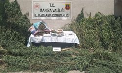 Gördes’te jandarmadan kenevir operasyonu