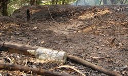 İspanya 14 farklı noktada orman yangını: 7 ölü