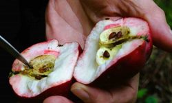 Coğrafi işaretli içi kırmızı elmada hasat zamanı