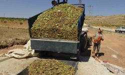 Gercüş’te fıstık hasadı başladı
