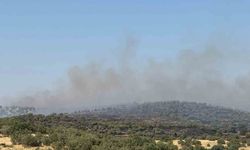 Mardin’de yangına müdahale eden ekipler kaplumbağalara su verdi