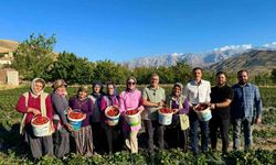 Niğde’de çilek hasadı bereketi