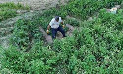 Yarım yüzyıllık ata tohumu domatesler köyleri şaşkına çevirdi