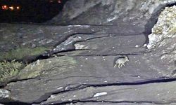 Budaklı kaplıcaları için vahşi hayvan uyarısı