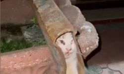 Demir profile sıkışan kediyi itfaiye ekipleri kurtardı