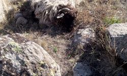 Giresun’da ayı ve kurtlar köyün koyunlarına saldırdı: 5 koyun telef, 18’i kayıp
