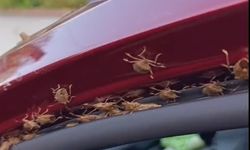 Kahverengi kokarca Giresun’da evleri ve araçları istila etti