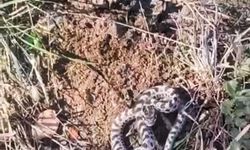 Mantar ararken dünyanın en zehirli yılanlarından engerekle karşılaştı