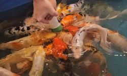 Minikler hem eğlendi hem de biberonla balık besledi