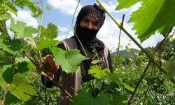 Prof. Dr. Gerçekcioğlu: "Meyveciliği örtü altına almalıyız"