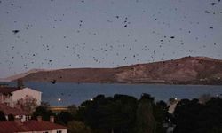 Tatvan’da gökyüzü kargalarla karardı