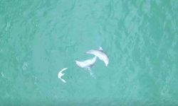 Yunusların dansı dron kamerasına takıldı