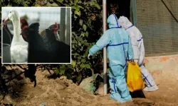 Japonya’da kuş gribi alarmı: Yaklaşık 460 bin tavuk itlaf edilecek