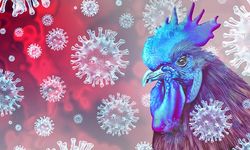 Almanya’da kuş gribi alarmı