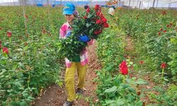 Adana'da seralarda gül hasadı başladı