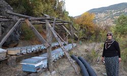 Adana’da sıcaklık düşmeyince arılar kışlama için kovanlara girmedi