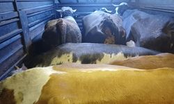 Artvin’de film gibi hayvan hırsızlığı