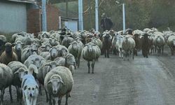 Aylık 50 bin liraya çoban bulamıyorlar
