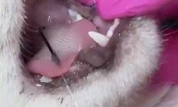 Balık artıklarını yemek isteyen kedinin ağzı ve ayağına olta kancası battı